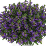 Scaevola Purple Haze P14scaphz - Garden Express Australia