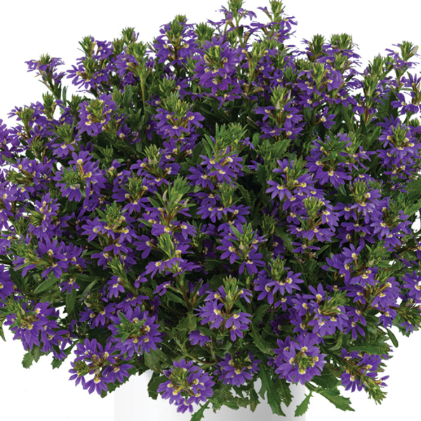 Scaevola Purple Haze