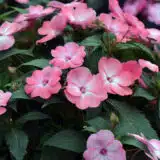 Sunpatiens Compact Coral Flash P68sunpcf - Garden Express Australia