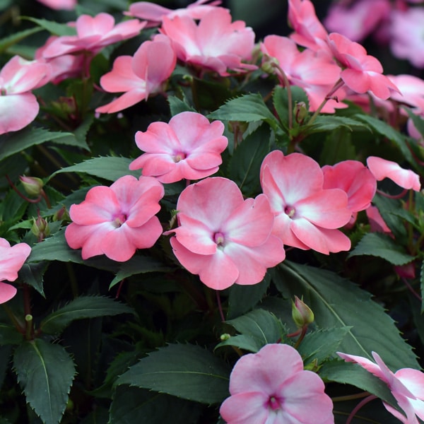 Sunpatiens Compact Coral Flash