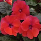 Sunpatiens Compact Deep Rose Sunpatiens Compact Deep Rose