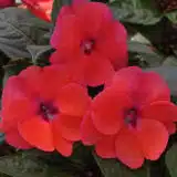 Sunpatiens Compact Deep Rose P68sunpcrs - Garden Express Australia