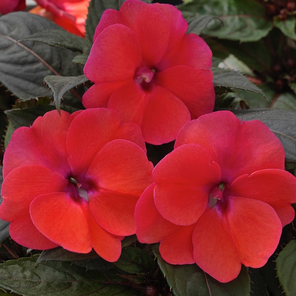 Sunpatiens Compact Deep Rose Sunpatiens Compact Deep Rose