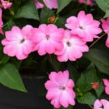 Sunpatiens Compact Pink Flash