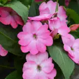 Sunpatiens Compact Pink Flash Sunpatiens Compact Pink Flash