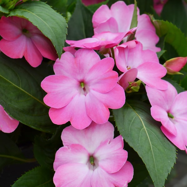 Sunpatiens Compact Pink Flash