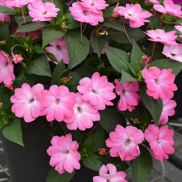 Sunpatiens Compact Pink Flash