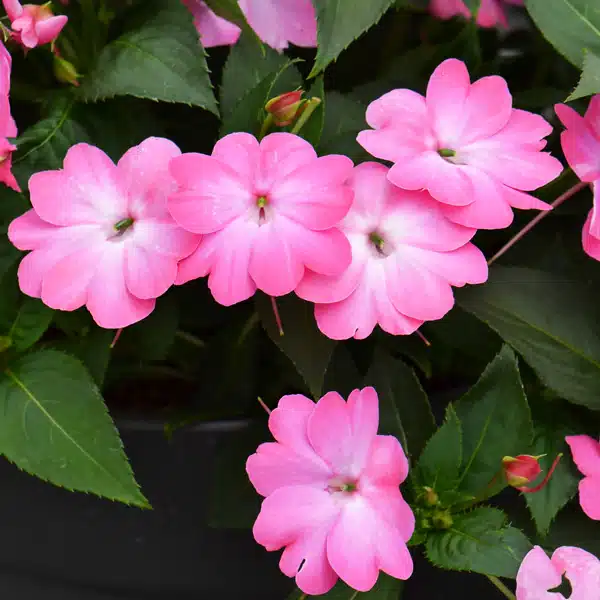 Sunpatiens Compact Pink Flash
