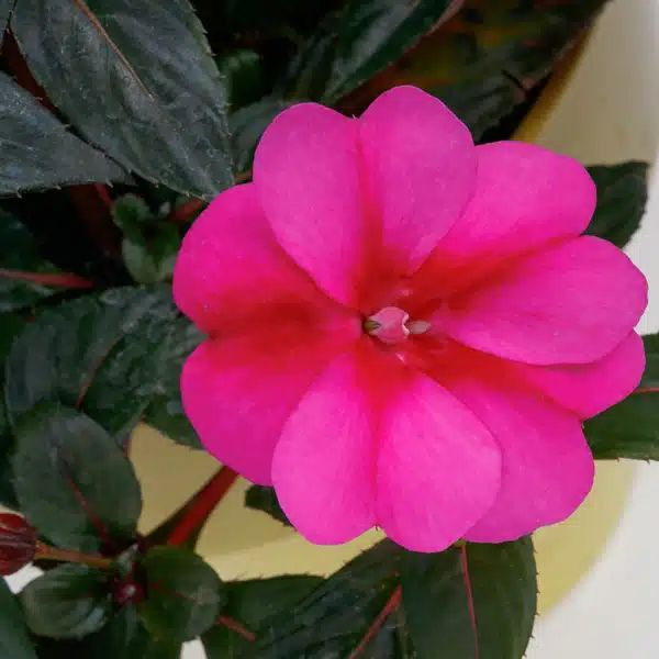 Sunpatiens Compact Purple Candy