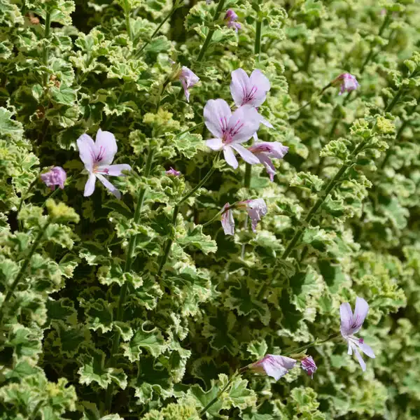 Variegated Lemon Scented Pelargonium