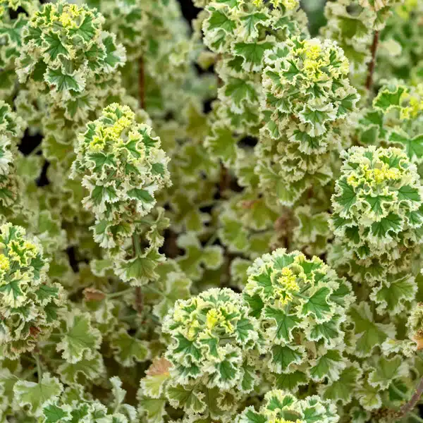 Variegated Lemon Scented Pelargonium