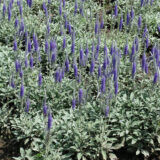Veronica Spicata Blue Veronica Spicata Blue