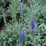 Veronica Spicata Blue Veronica Spicata Blue