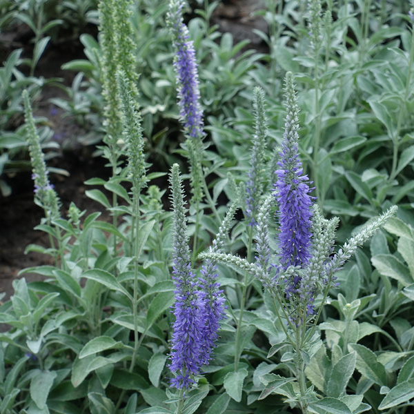 Veronica Spicata Blue