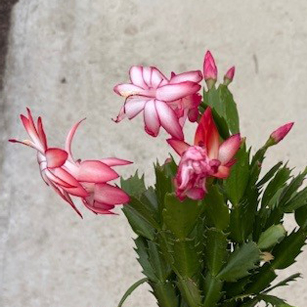 Schlumbergera-Zygocactus Flame Red