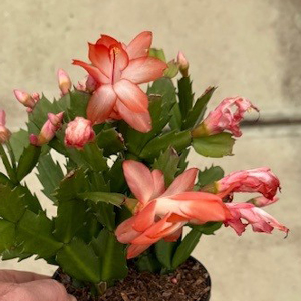 Schlumbergera-Zygocactus Flame Red
