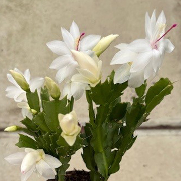 Schlumbergera-Zygocactus White Flame
