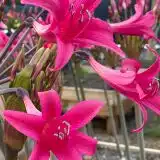 Amarygia Parkeri Amarygia Parkeri