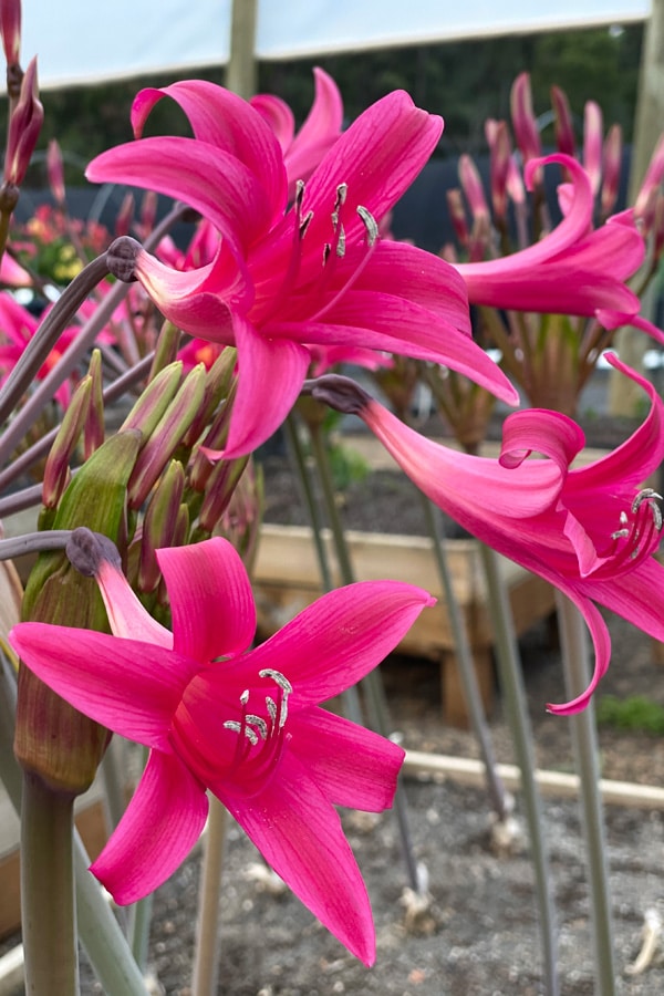 Amarygia Parkeri Amarygia Parkeri