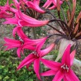 Amarygia Parkeri Amarygia Parkeri