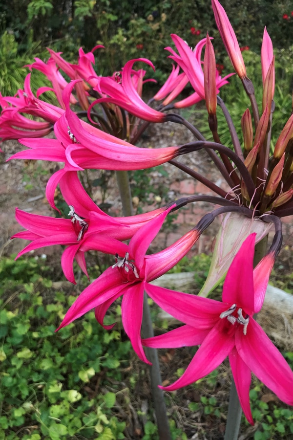 Amarygia Parkeri Amarygia Parkeri