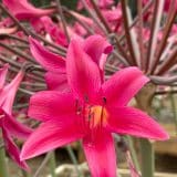 Amarygia Parkeri Amarygia Parkeri