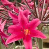 Amarygia Parkeri Amarygia Parkeri