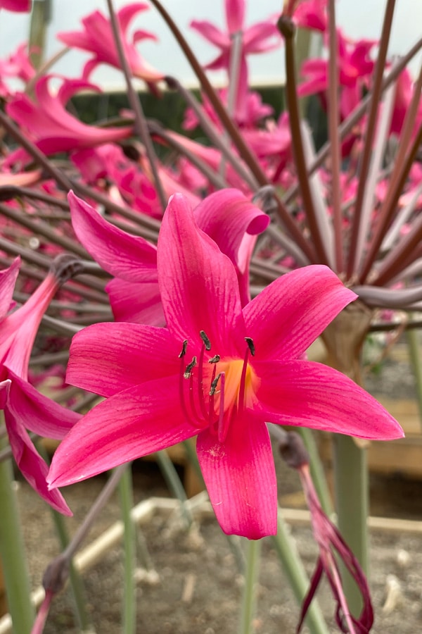 Amarygia Parkeri Amarygia Parkeri