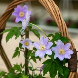 Anemone Nemorosa Blue Bonnet Anemone Nemorosa Blue Bonnet