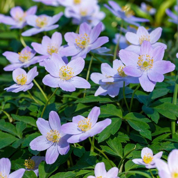 Anemone Nemorosa Blue Bonnet