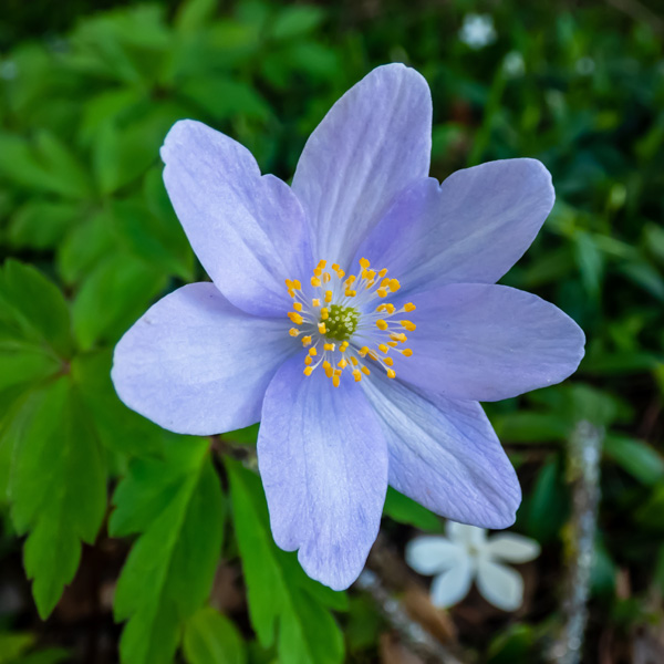 Anemone Nemorosa Blue Bonnet