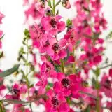 Angelonia Serafina Rose Angelonia Serafina Rose