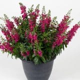 Angelonia Serafina Rose