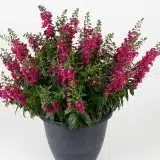 Angelonia Serafina Rose P14angsro - Garden Express Australia