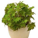 Begonia Cleopatra Antony