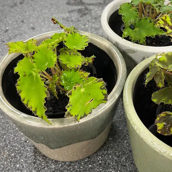 Begonia Cleopatra Antony