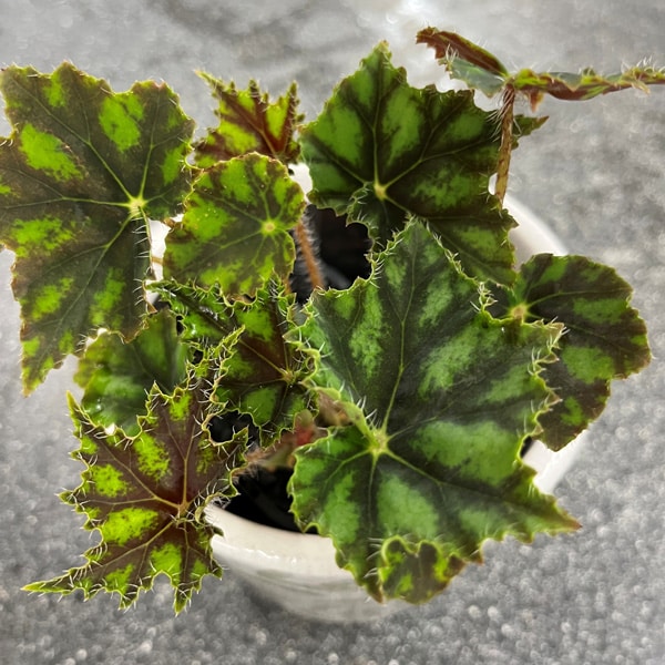 Begonia Cleopatra Caesar