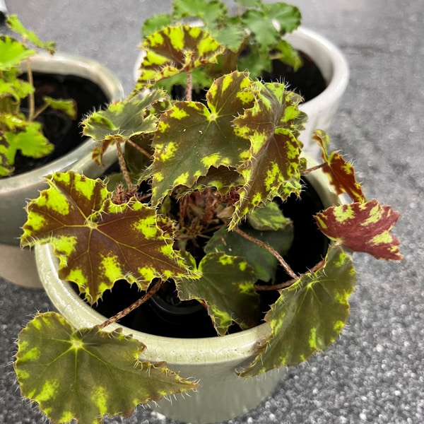 Begonia Cleopatra Julius