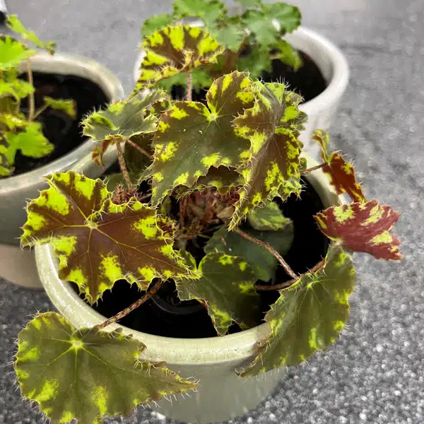 Begonia Cleopatra Julius