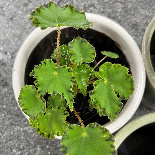 Begonia Cleopatra Marc