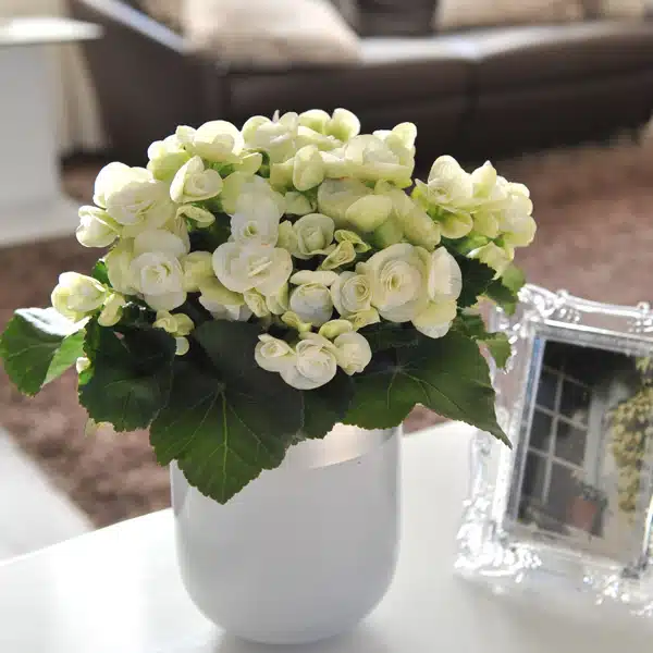 Begonia Elatior Ilona Clara Begonia Elatior Ilona Clara