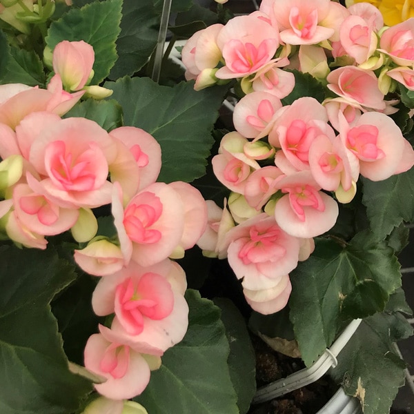 Begonia Elatior Ilona Romance