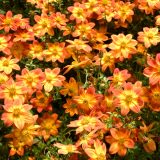 Bidens Blazing Glory Bidens Blazing Glory