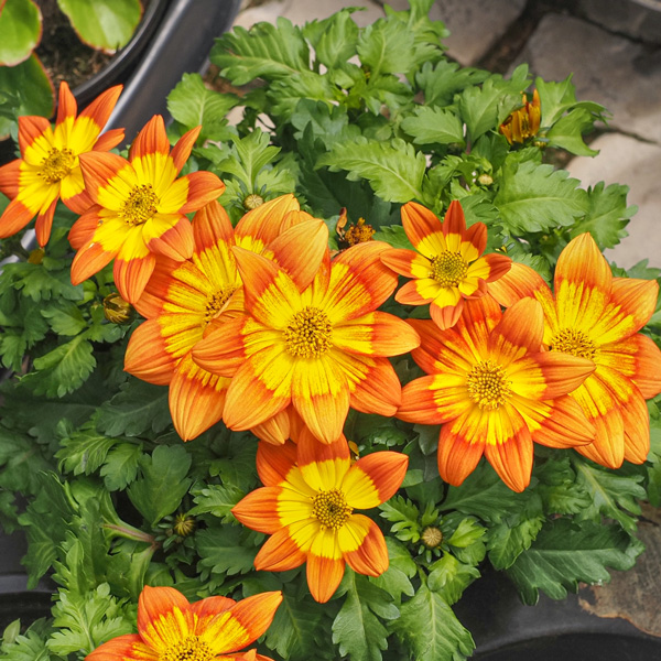 Bidens Blazing Glory Bidens Blazing Glory