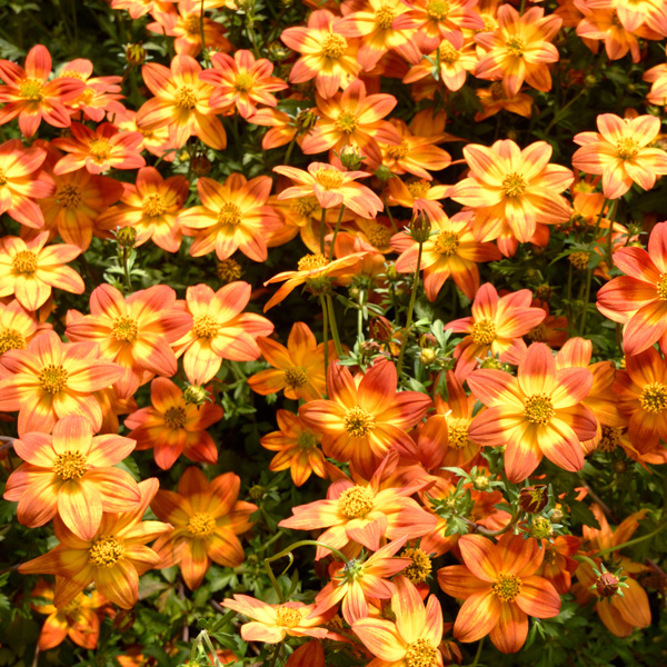 Bidens Blazing Glory Bidens Blazing Glory
