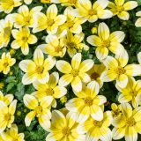 Bidens Taka Tuka Yellow Bicolour P68bidtty - Garden Express Australia