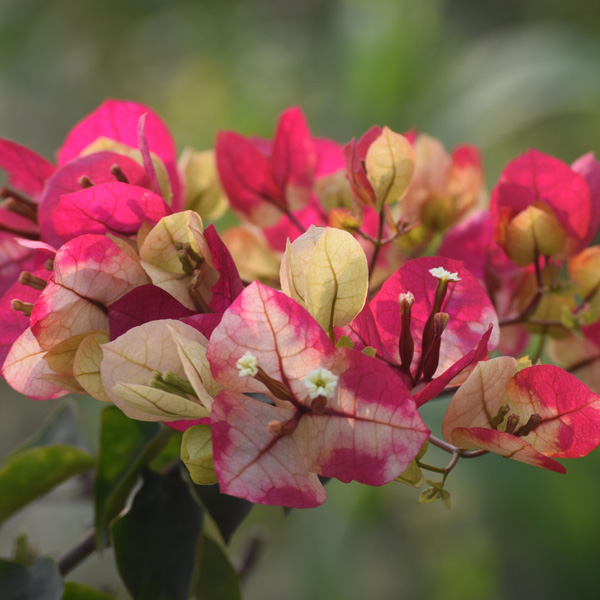 Bougainvillea Chitra Bougainvillea Chitra