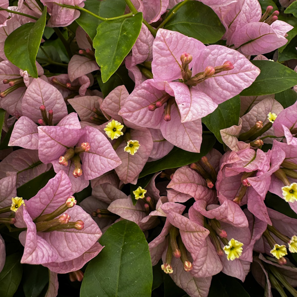 Bougainvillea Easter Parade