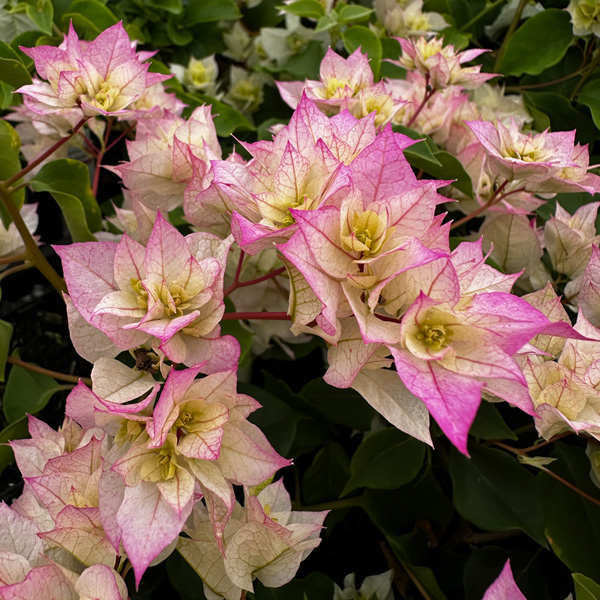Bougainvillea Limberlost Beauty