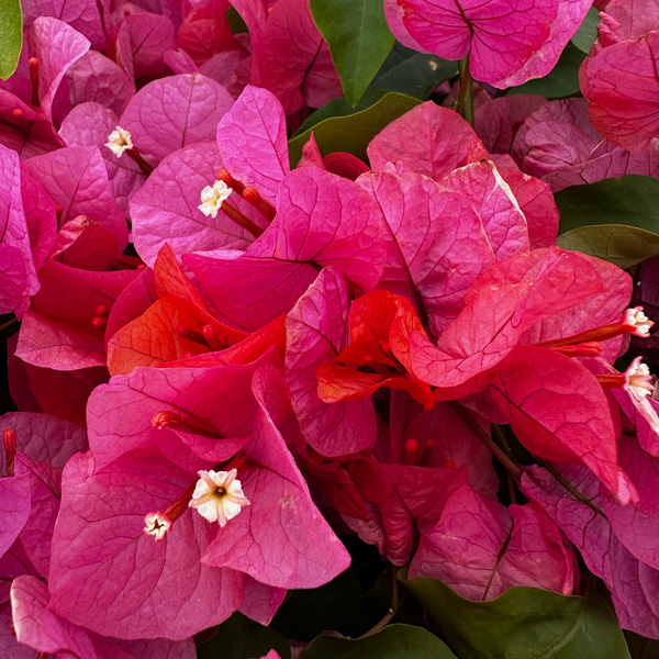 Bougainvillea Miss Manila